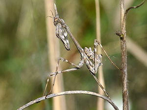 Vignette Rencontres 2016-3.jpg